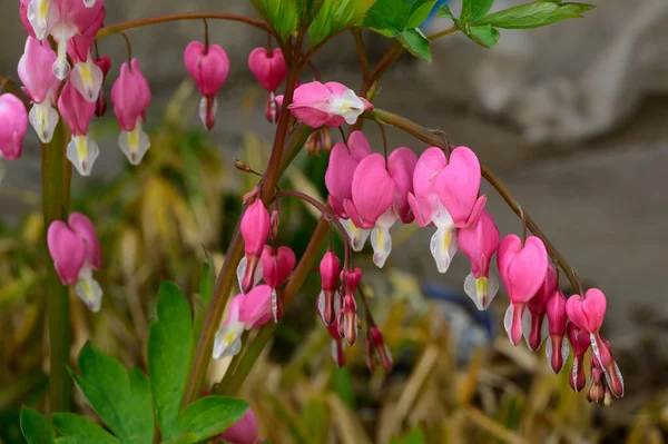 Beautiful Bleeding Heart Flowers Growing Garden Spring Sunny Day — Stock Photo, Image