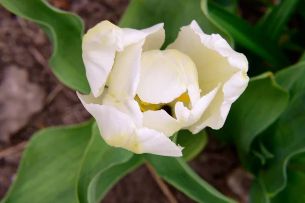 Belle Fleur Tulipe Poussant Dans Jardin Printemps Jour Ensoleillé — Photo