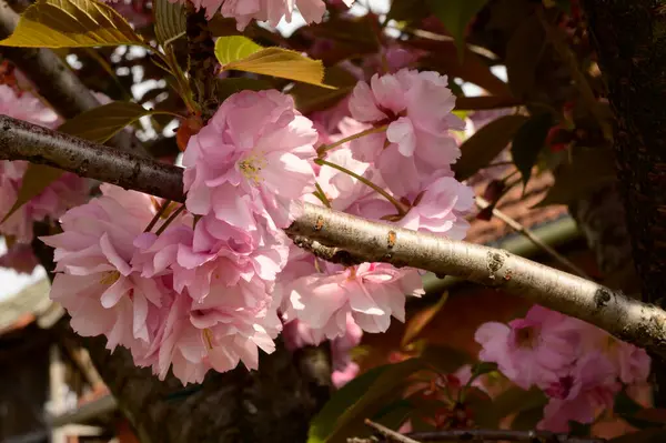 Rami Ciliegio Con Bellissimi Fiori Primo Piano Concetto Primaverile — Foto Stock