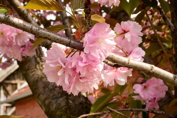 Rami Ciliegio Con Bellissimi Fiori Primo Piano Concetto Primaverile — Foto Stock