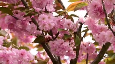 Güzel çiçekli kiraz ağacı dalları, yakın plan, bahar konsepti.  