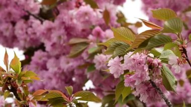 Güzel çiçekli kiraz ağacı dalları, yakın plan, bahar konsepti.  