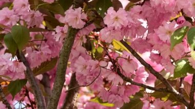 Güzel çiçekli kiraz ağacı dalları, yakın plan, bahar konsepti.  