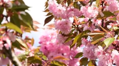 Güzel çiçekli kiraz ağacı dalları, yakın plan, bahar konsepti.  