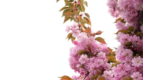 Kersenboom Takken Met Prachtige Bloemen Close Lente Concept — Stockvideo