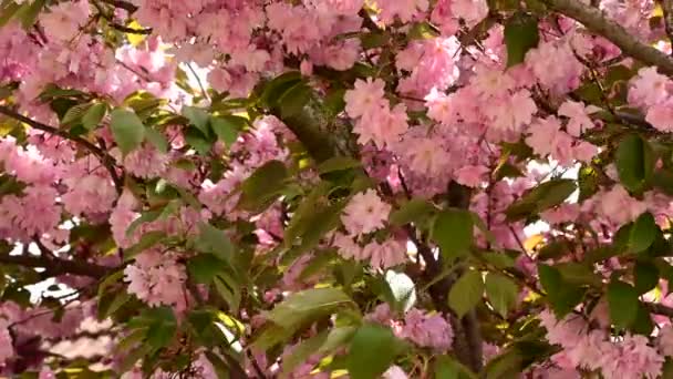 Ramas Cerezo Con Hermosas Flores Primer Plano Concepto Primavera — Vídeo de stock