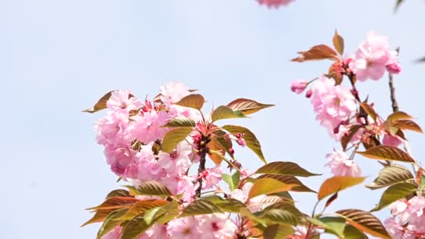 Ramas Cerezo Con Hermosas Flores Primer Plano Concepto Primavera — Vídeo de stock