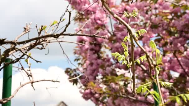 벚나무 가지와 아름다운 클로즈업 컨셉트 — 비디오