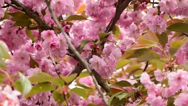 Κλαδιά Κερασιάς Όμορφα Λουλούδια Γκρο Πλαν Ανοιξιάτικη Ιδέα — Αρχείο Βίντεο