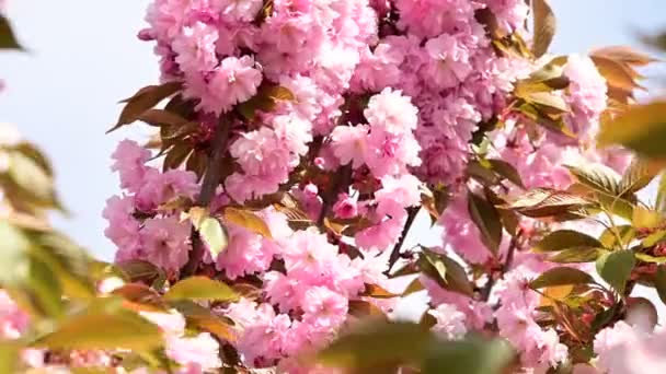 Körsbärsträd Grenar Med Vackra Blommor Närbild Vår Koncept — Stockvideo