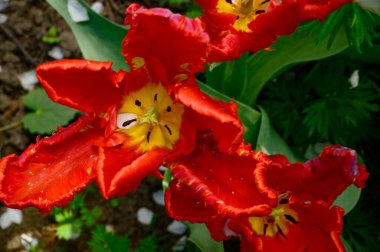 Güneşli bir günde, baharda ve anneler gününde bahçede büyüyen güzel laleler. 