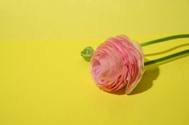 Parlak arkaplanda güzel bir gül çiçeği, bahar ve anneler günü konsepti, yakın görüş  