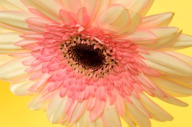 Parlak arka planda güzel Gerbera çiçeği, bahar ve anneler günü konsepti, yakın görüş  