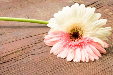 Tahta arka planda güzel Gerbera çiçeği, yaz konsepti, yakın görüş  