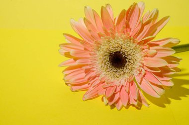 Parlak arka planda güzel Gerbera çiçeği, bahar ve anneler günü konsepti, yakın görüş  