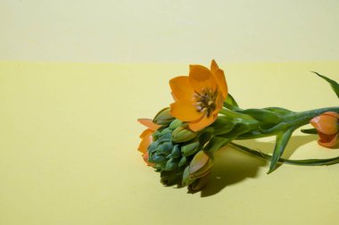 Parlak arka planda güzel çiçekler, bahar ve anneler günü konsepti, yakın görüş  