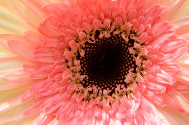 Güzel Gerbera çiçeği, yaz konsepti, yakın manzara  