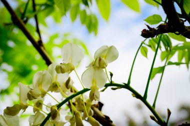 Güzel çiçekli çalılıklar, yakın plan, bahar konsepti.  