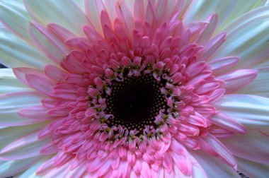 Güzel Gerbera çiçeği, yaz konsepti, yakın manzara  