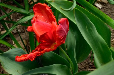Güneşli bir günde, baharda ve anneler gününde bahçede büyüyen güzel lale çiçekleri. 