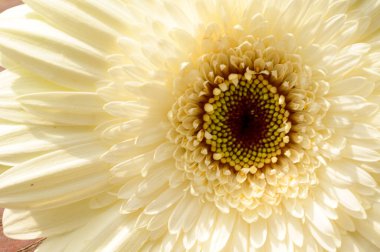 Tahta arka planda güzel Gerbera çiçeği, yaz konsepti, yakın görüş  