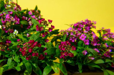 Parlak arka planda güzel çiçekler, bahar ve anneler günü konsepti, yakın görüş  