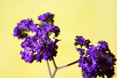 Parlak arka planda güzel çiçekler, bahar ve anneler günü konsepti, yakın görüş  