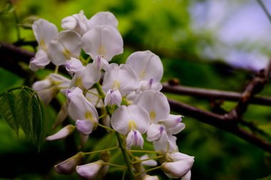 Güzel çiçekli çalılıklar, yakın plan, bahar konsepti.  