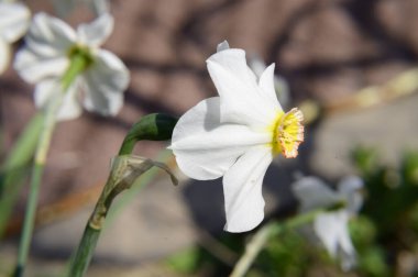 Güneşli bir günde, baharda ve anneler gününde bahçede büyüyen güzel çiçekler. 
