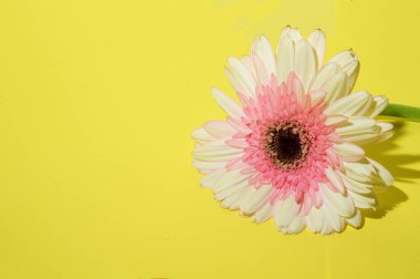 Parlak arka planda güzel Gerbera çiçeği, bahar ve anneler günü konsepti, yakın görüş  