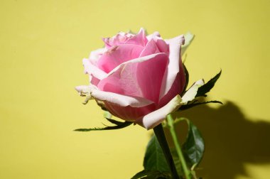 Parlak arkaplanda güzel bir gül çiçeği, bahar ve anneler günü konsepti, yakın görüş  