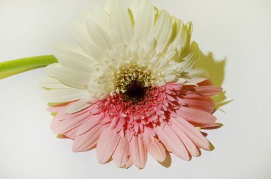 Aydınlık arka planda güzel Gerbera çiçeği, bahar ve anneler günü konsepti, yakın görüş  