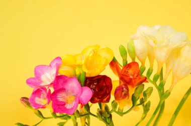 Parlak arka planda güzel çiçekler, bahar ve anneler günü konsepti, yakın görüş  