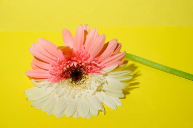 Parlak arka planda güzel Gerbera çiçeği, bahar ve anneler günü konsepti, yakın görüş  