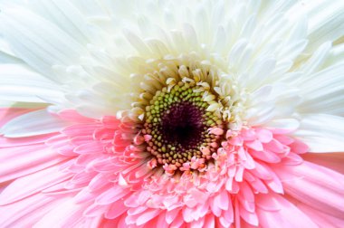 Güzel Gerbera çiçeği, yaz konsepti, yakın manzara  