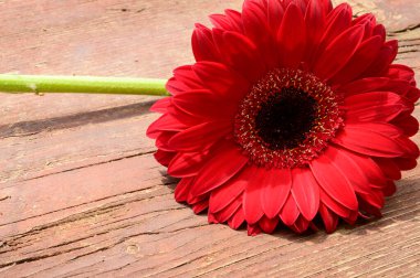 Tahta arka planda güzel Gerbera çiçeği, yaz konsepti, yakın görüş  