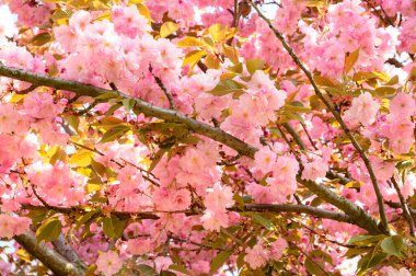 Güzel çiçekli kiraz ağacı dalları, yakın plan, bahar konsepti.  