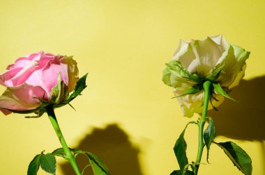 Parlak arka planda güzel çiçekler, bahar ve anneler günü konsepti, yakın görüş  