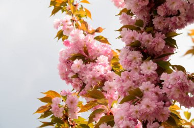 Güzel çiçekli kiraz ağacı dalları, yakın plan, bahar konsepti.  