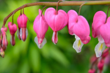 Baharın güneşli günlerinde bahçede büyüyen güzel kanayan kalp çiçekleri 