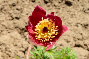 Güneşli bir günde, baharda ve anneler gününde bahçede büyüyen güzel lale çiçekleri. 