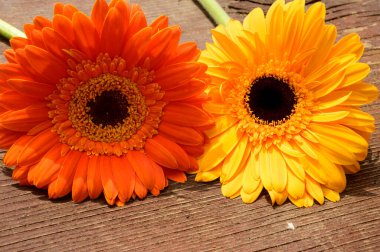 Tahta arka planda güzel Gerbera çiçekleri, yaz konsepti, yakın görüş   