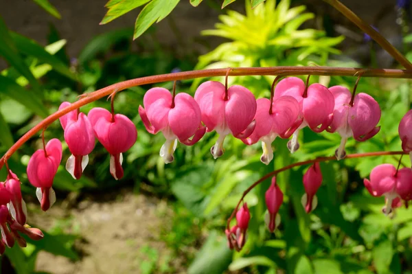 Vackra Blödande Hjärta Blommor Växer Trädgården Våren Solig Dag — Stockfoto