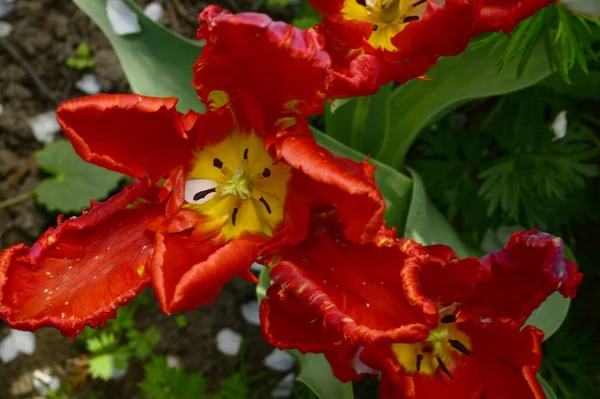 Belles Tulipes Poussant Dans Jardin Jour Ensoleillé Concept Printemps Fête — Photo