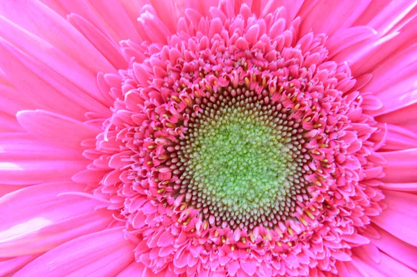 Красивый Цветок Герберы Летняя Концепция Вид Сверху — стоковое фото
