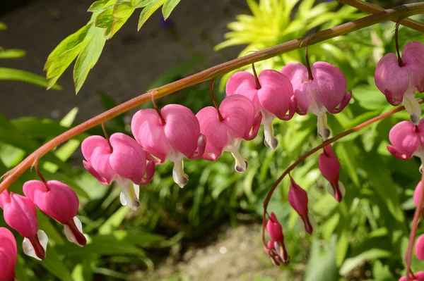 Vackra Blödande Hjärta Blommor Växer Trädgården Våren Solig Dag — Stockfoto