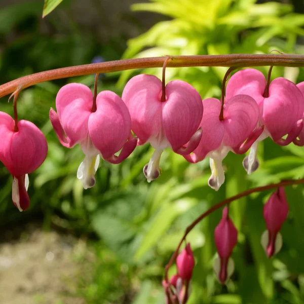 Vackra Blödande Hjärta Blommor Växer Trädgården Våren Solig Dag — Stockfoto