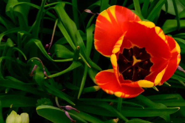 Belle Fleur Tulipe Poussant Dans Jardin Jour Ensoleillé Printemps Concept — Photo