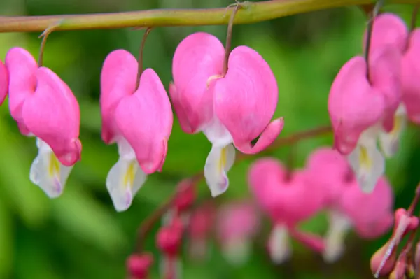 Vackra Blödande Hjärta Blommor Växer Trädgården Våren Solig Dag — Stockfoto