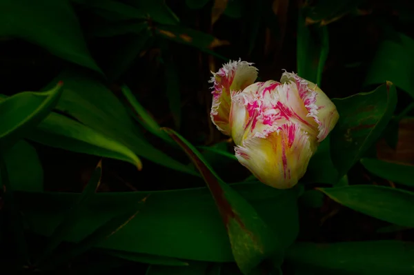 Belle Fleur Tulipe Poussant Dans Jardin Jour Ensoleillé Printemps Concept — Photo